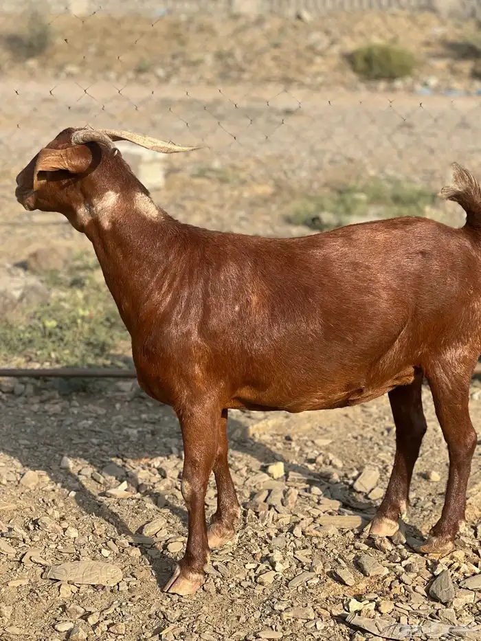عنز حايل شحم 5