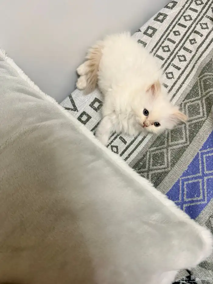 كيتين هيمالايا امريكي 0