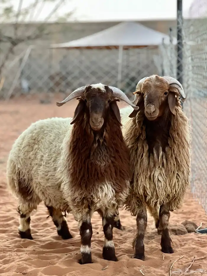 طليان نعيم فواخر للبيع 0