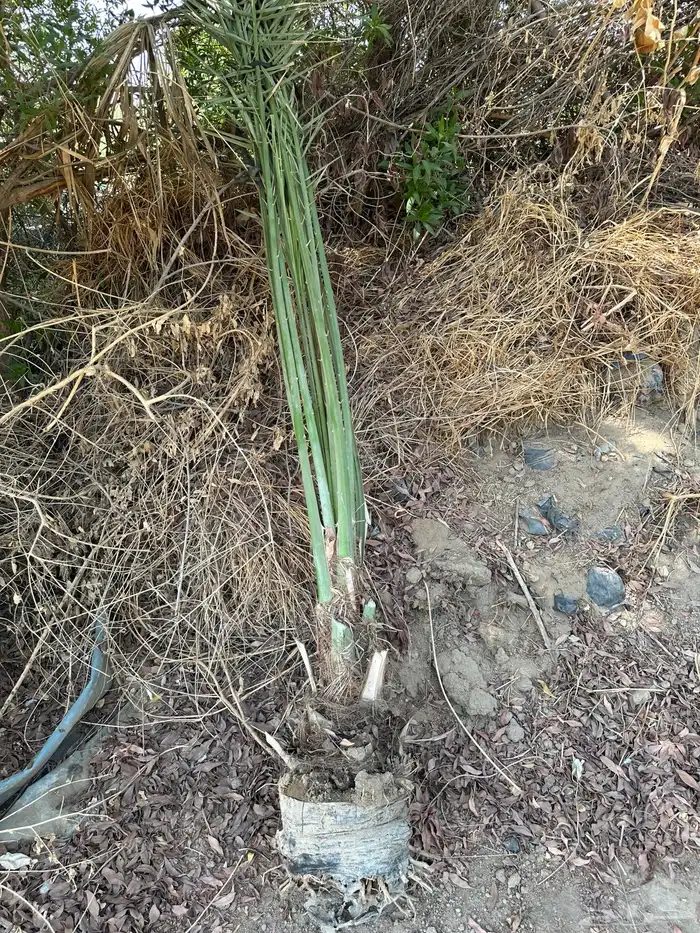 يوجد لدين مجذو 0