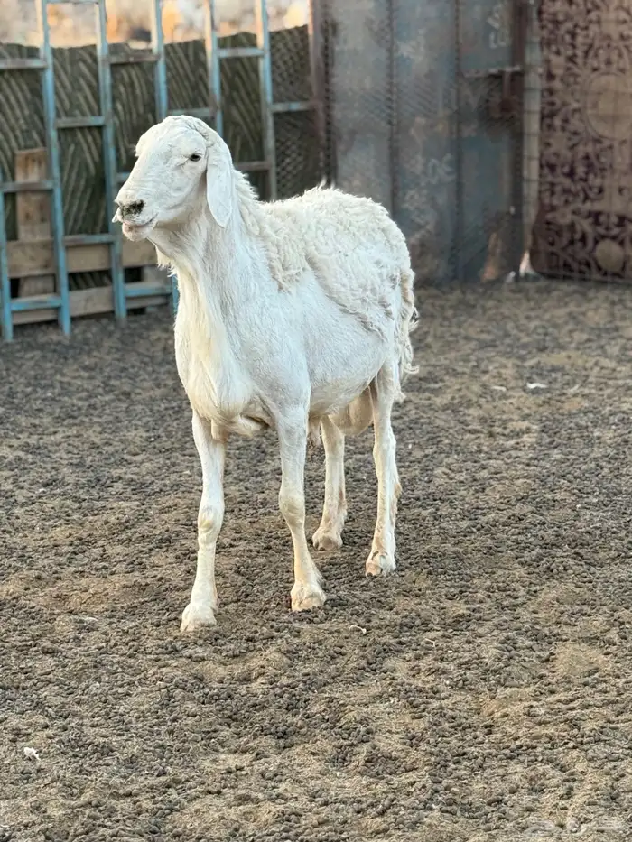 خروف فحل 1