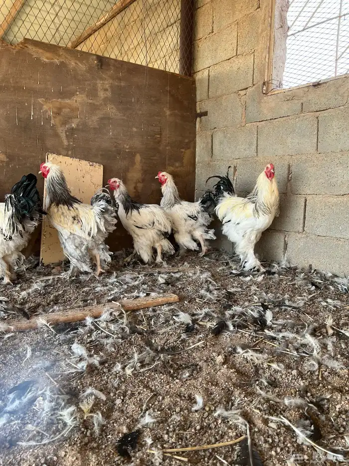 للبيع ديكه براهما كولمبي 1