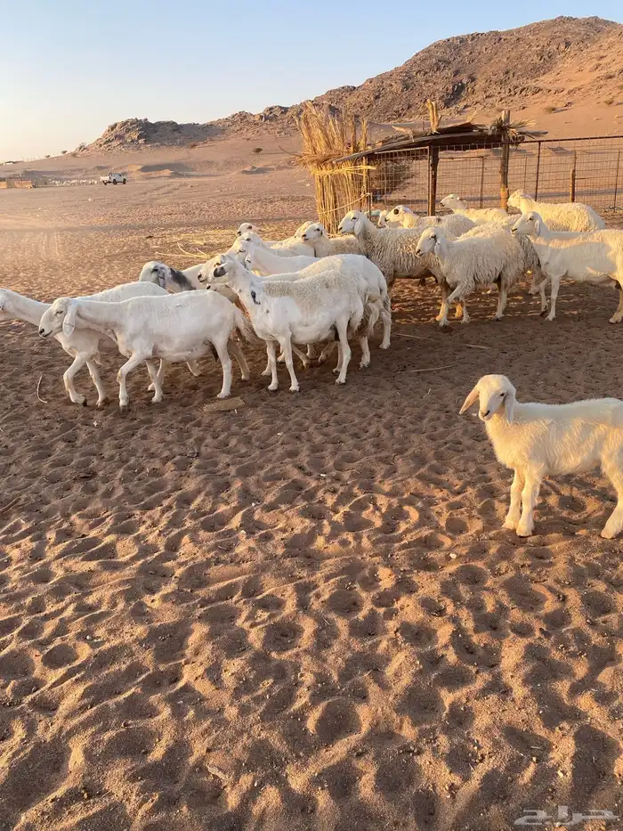 حريا 18 ولد 2 والباقي مفاصيل قريب ودفيع 1