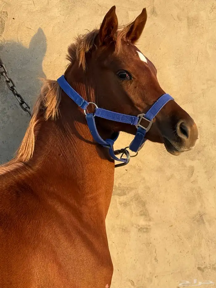 مهره شعبيه كفو 3