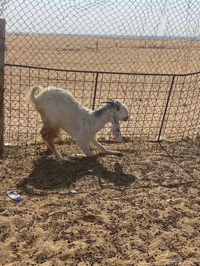 للبيع عنز 1