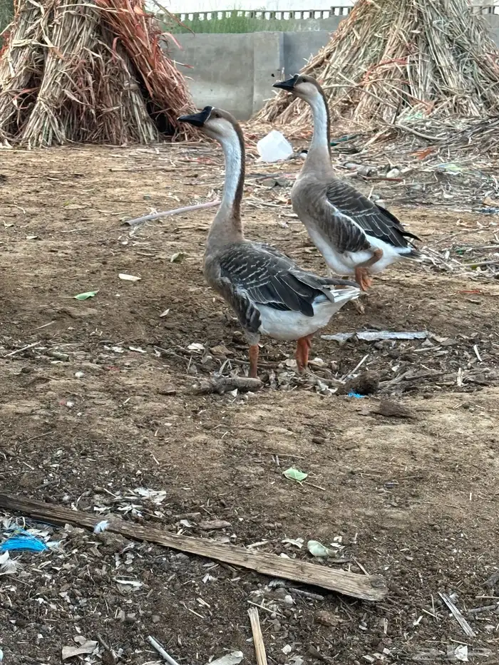 للبيع زوجين وز عراقي اصيل 2