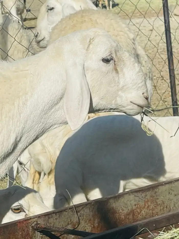 مشروع فحل حري 0