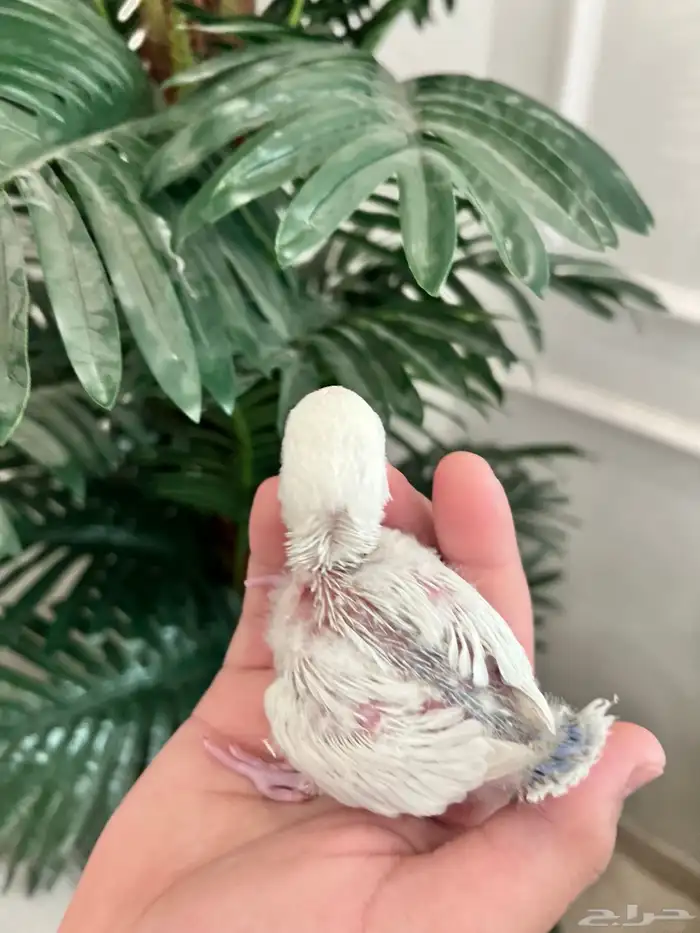 فرخ روز بلد اوبلاين جاهز لتدريب 0