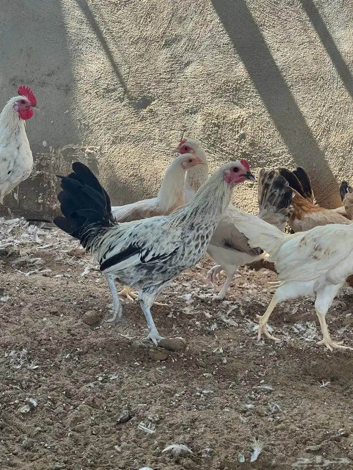 دجاج بلدي بشاير عمر 6 شهور 3