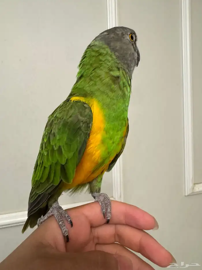 بغبغاء اليويو السنغالي اليف 1