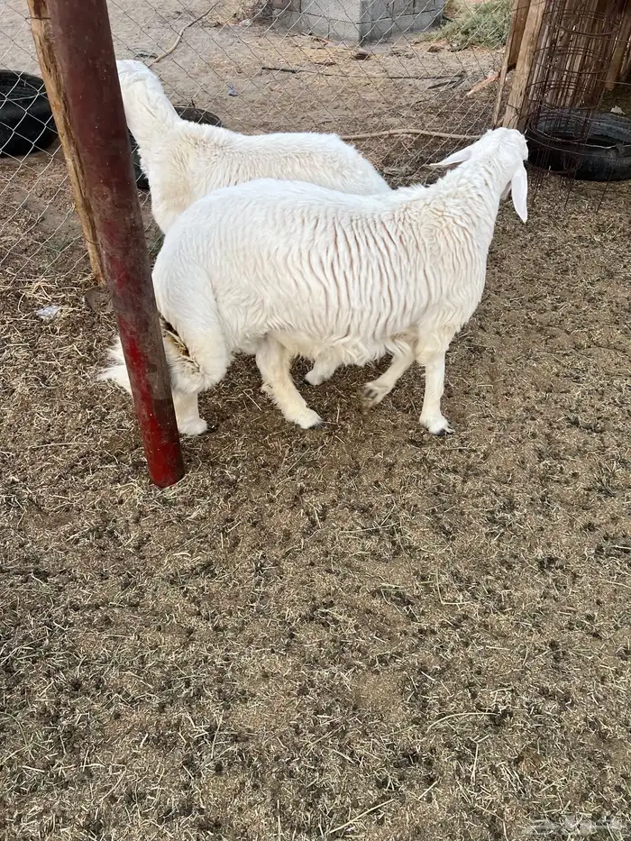 طليان للبيع 7