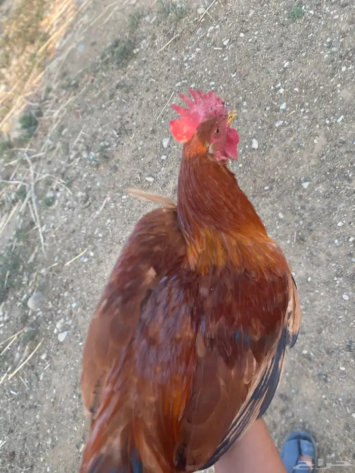 الموقع محايل عسير 2