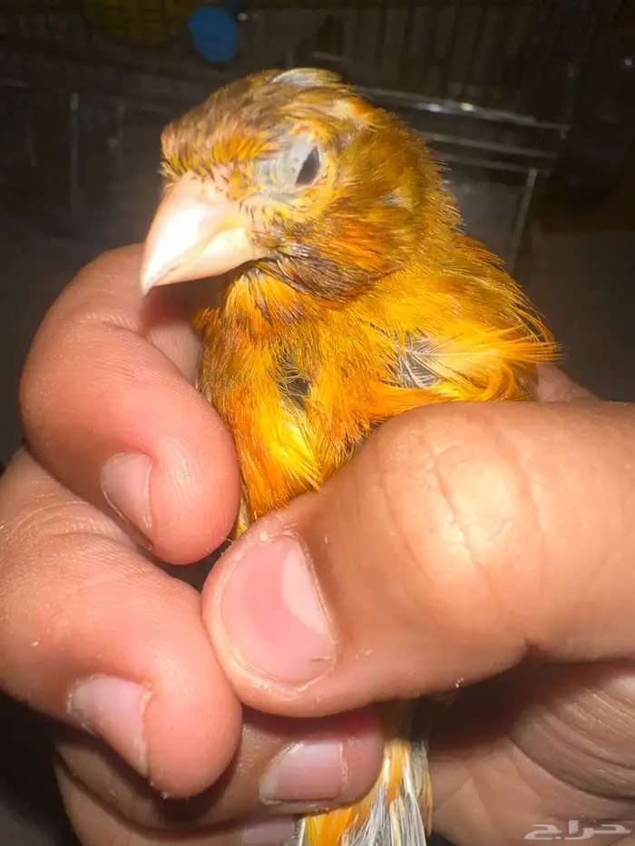 ممتاز الكناري وجيد جدا ممتاز 4