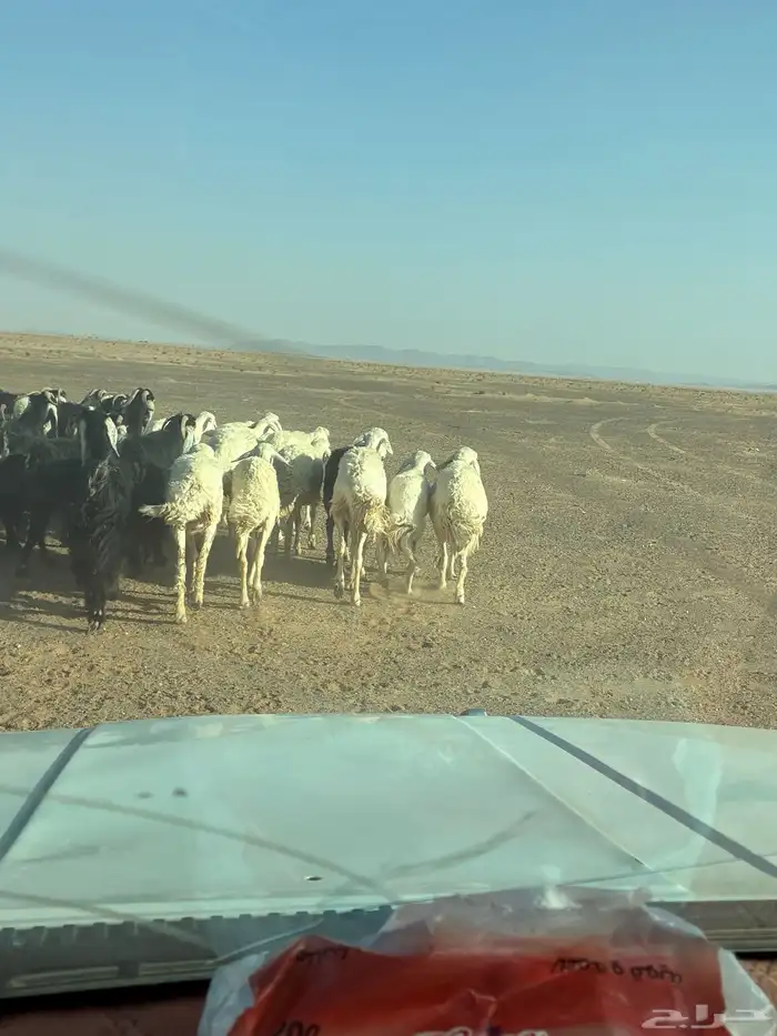 غنم العدد 16 1