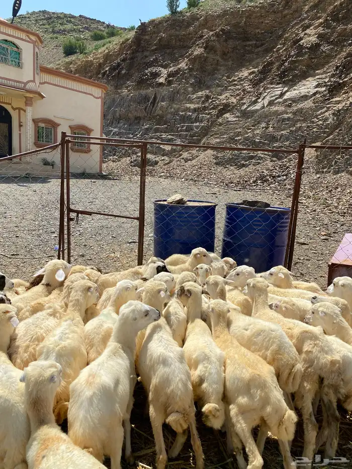 رخال رفيديات 0