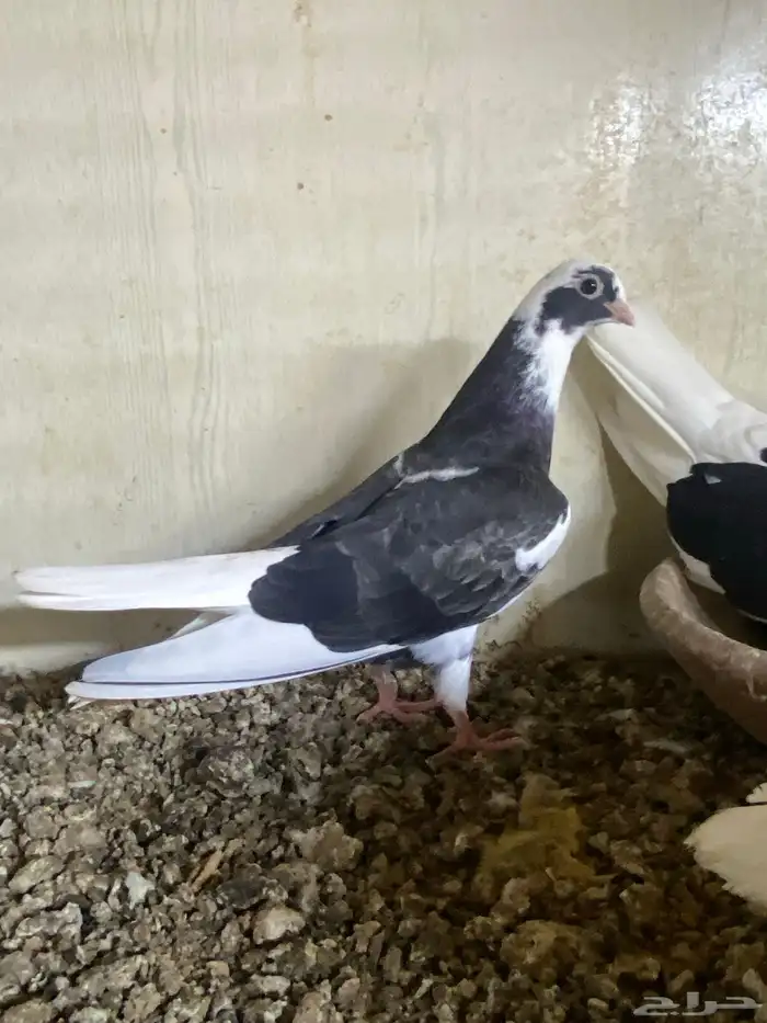 طبات قطايف للبيع 2