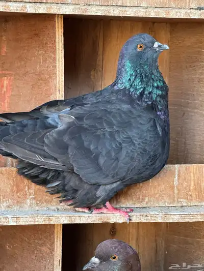 للبيع مجموعة حمام زينة index