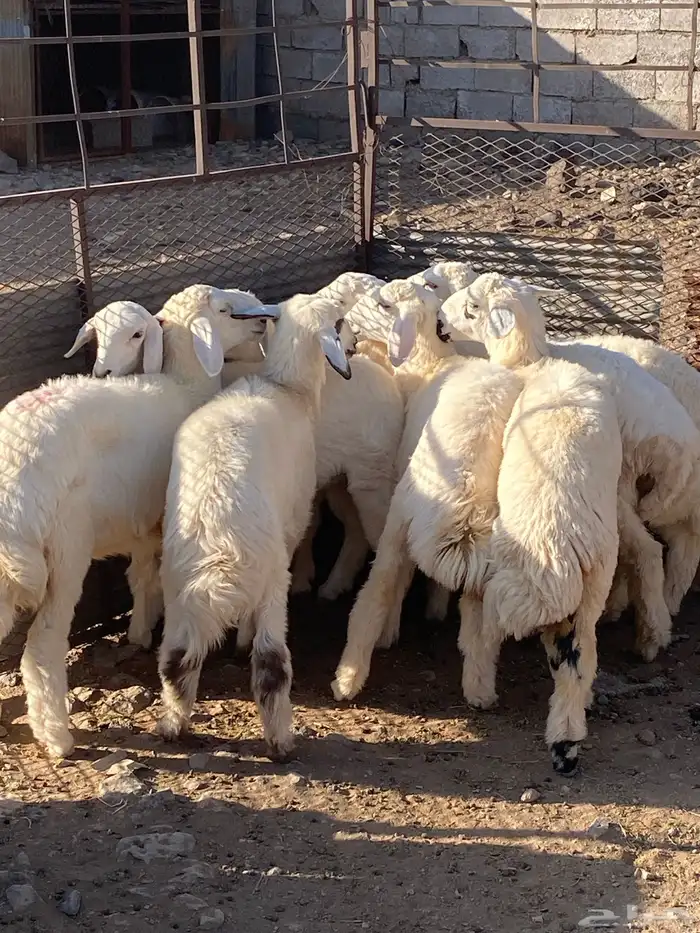 السويرقية 1