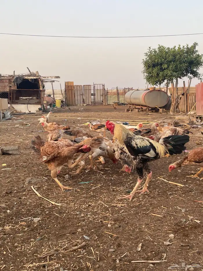 دجاج فارسي مع باكستاني 0