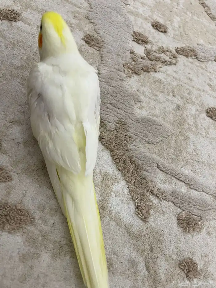 فرخ كروان اليف و هدد ( تم البيع ) 2