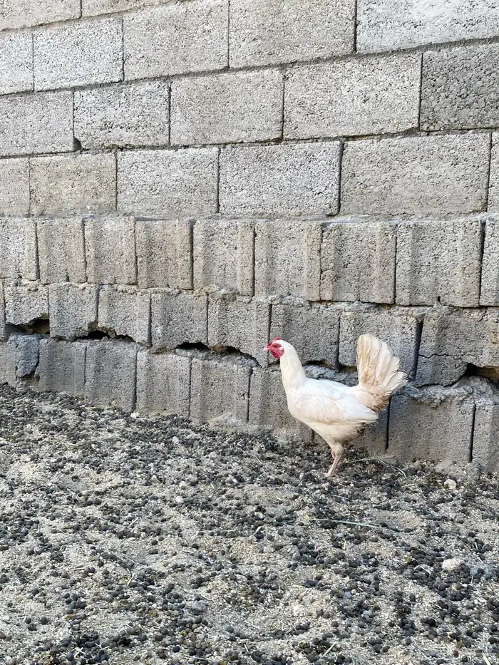 دجاج عربي 8