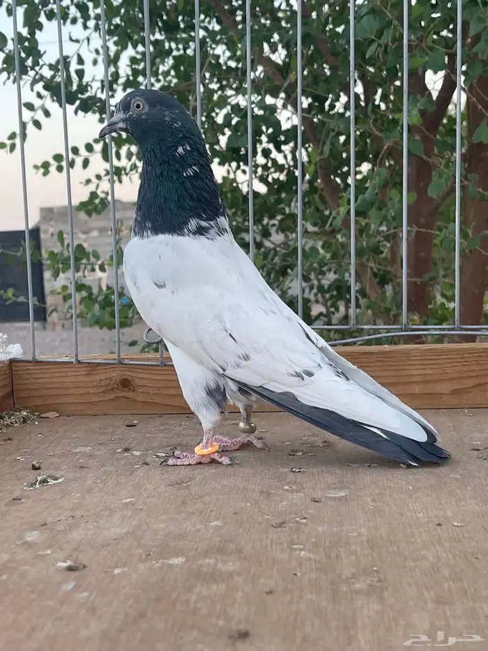 للبيع زوج تيدي سخي 7