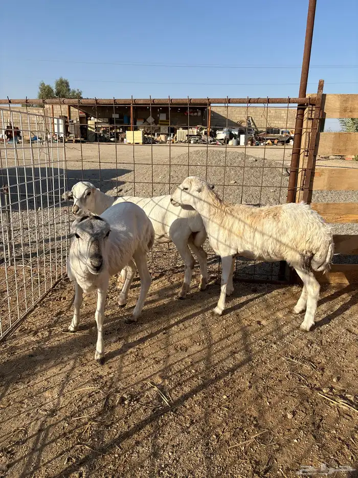 رخال رفيدة للبيع 0