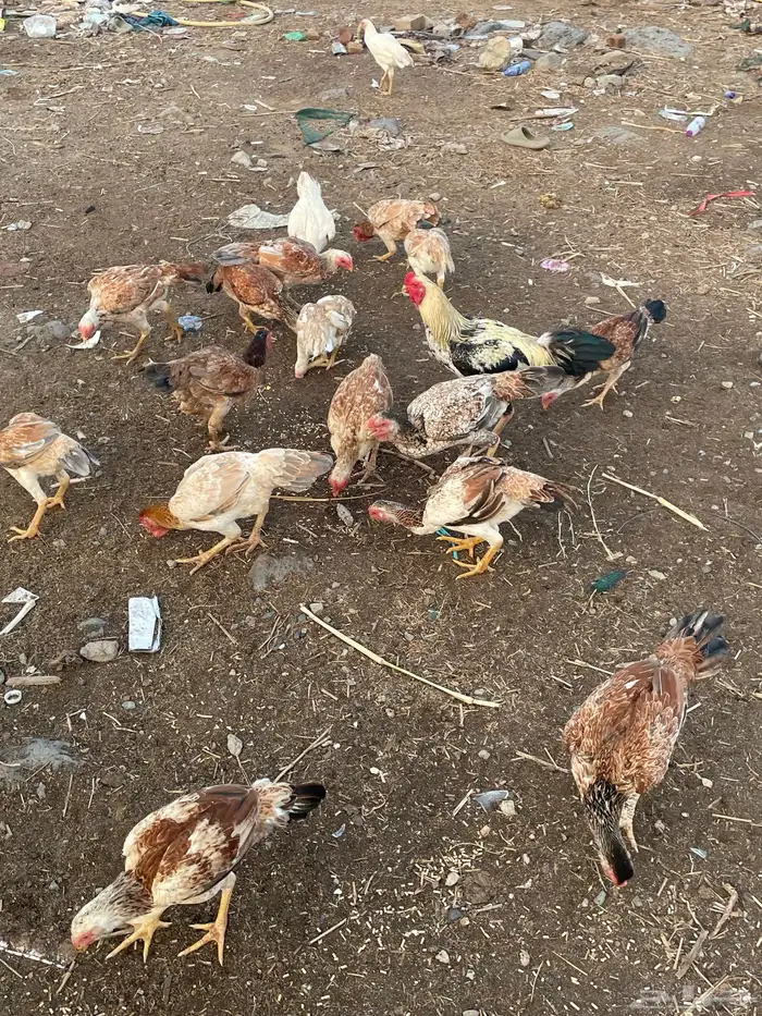 دجاج فارسي مع باكستاني 4