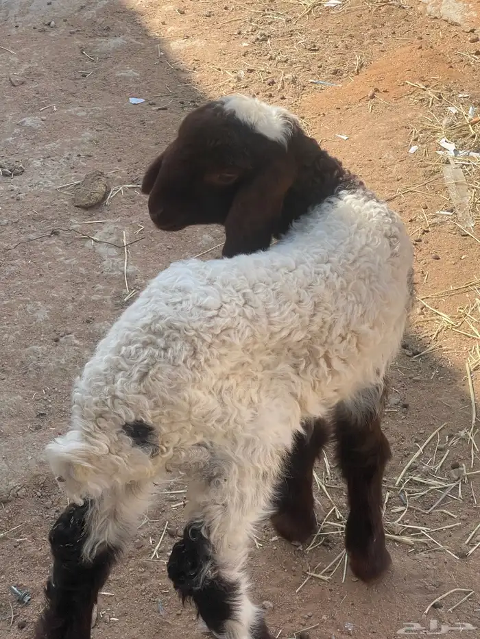 رحله داغور عمرها 20 يوم 1