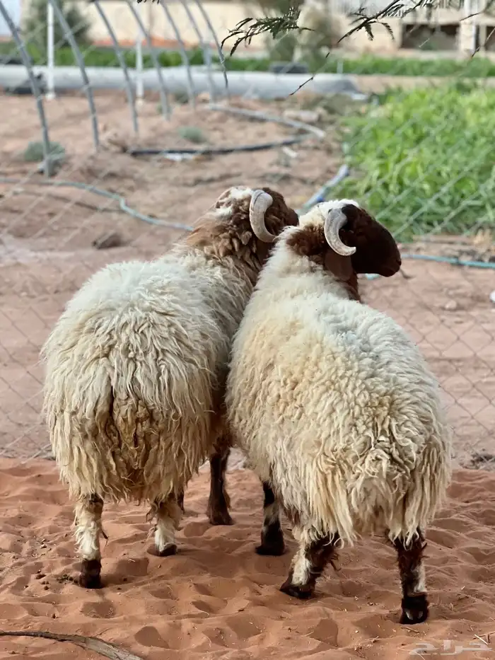 طليان نعيم فواخر للبيع 2