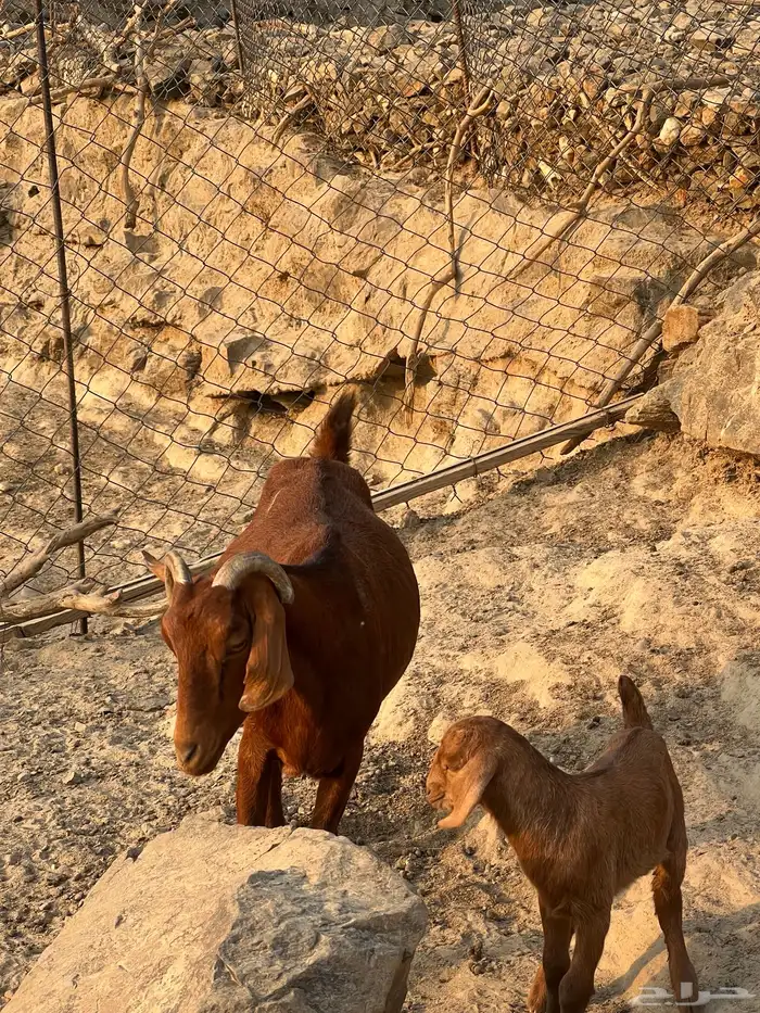 معزا مناتيج 3