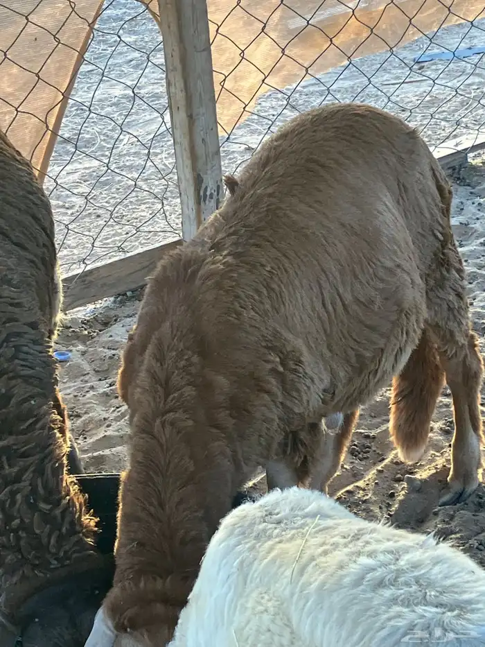 ذبايح سواكن مرباه 1