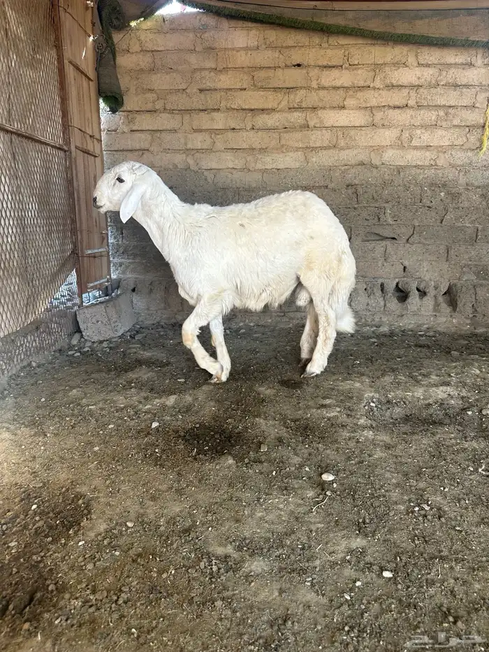 طلي للبيع 3