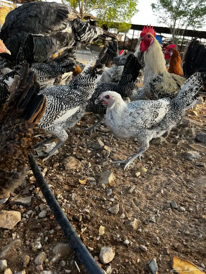 بيع دجاج جمله او تفريد 0