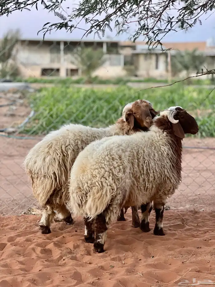 طليان نعيم فواخر للبيع 1