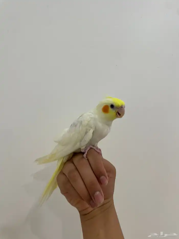 فرخ كروان اليف و هدد ( تم البيع ) 0