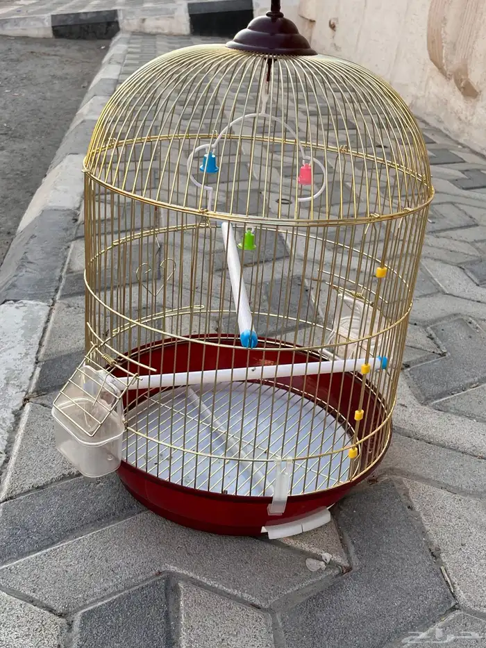 سيكل رامبو اصلي المقاس 20 و قفص طيور 0