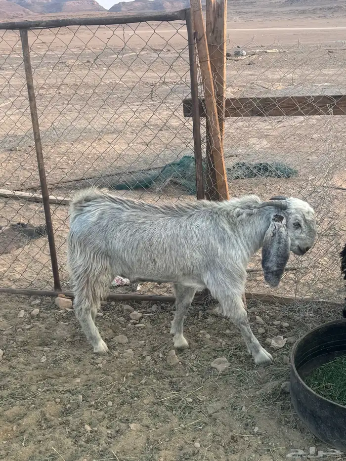 سبعه تيوس 1