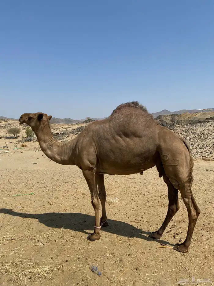ناقة حايل ضربها البعير ولا لقحت سليمة من العذاريب 4