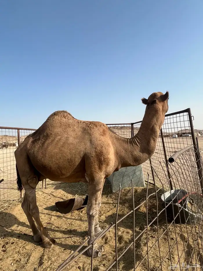 جمل احمر مشروط 0