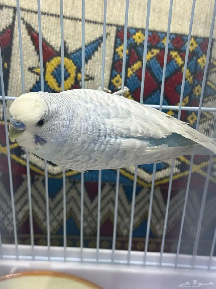 طيور الحب 0