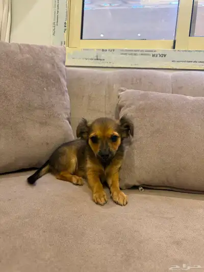 كلاب شيواوا index