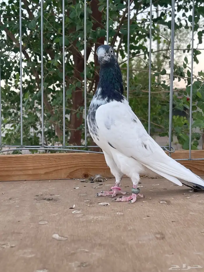 للبيع زوج تيدي سخي 5