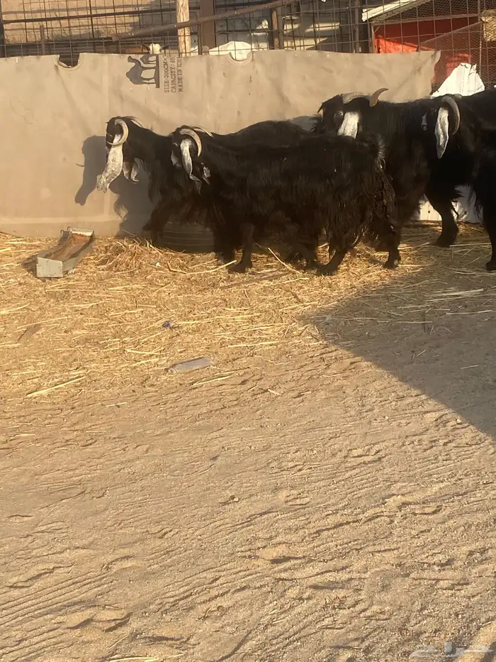 معزا عوارض 7