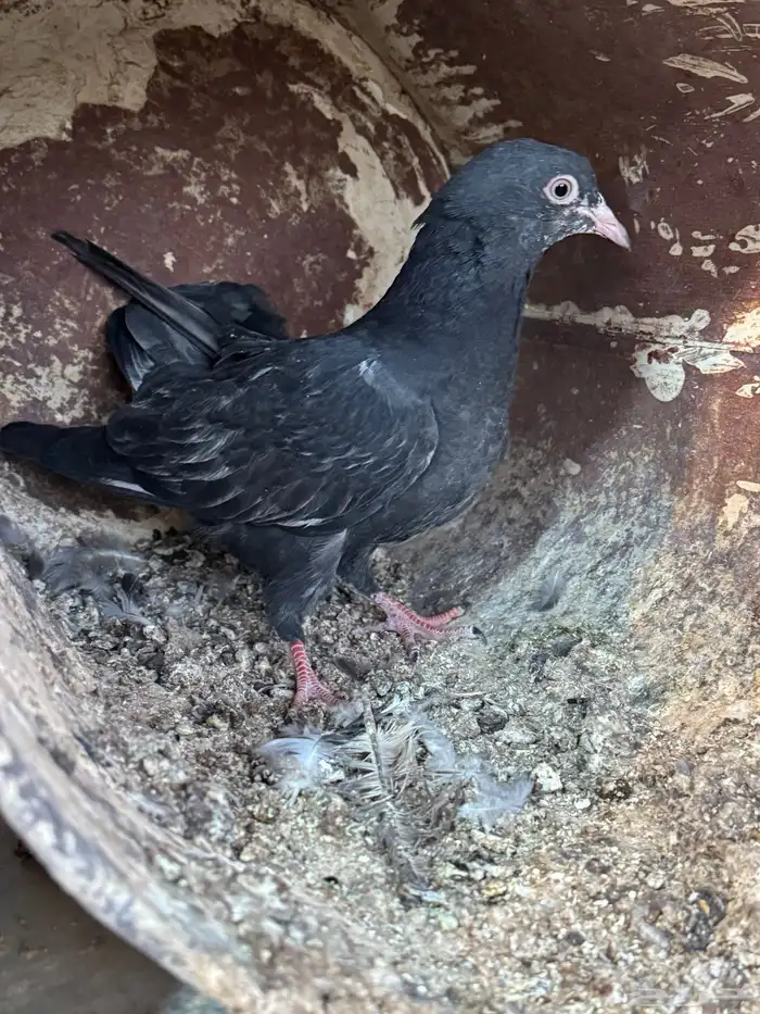 تيدي جلدار 6