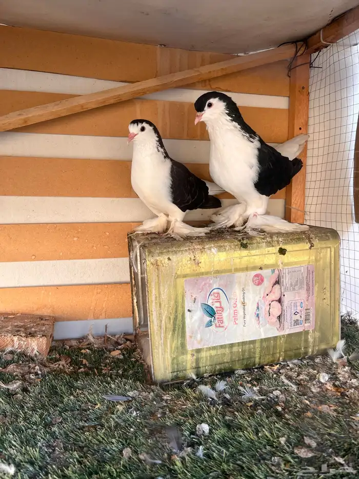 حمام للبيع الحق ماتلحق 0