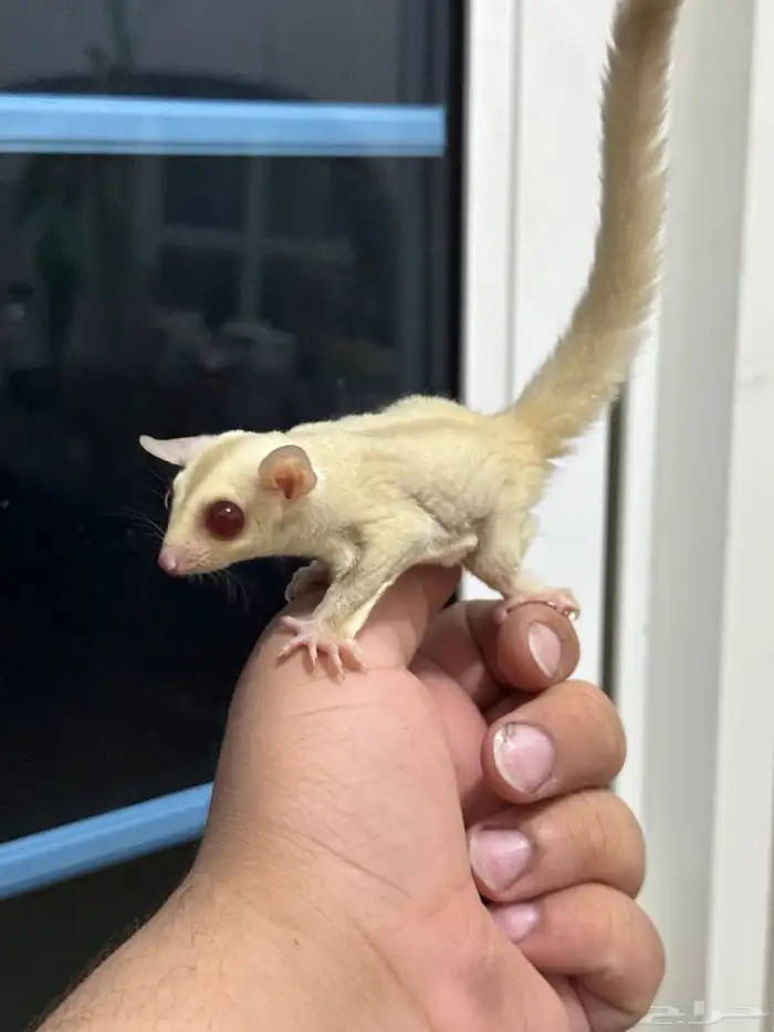 للبيع بيبي سنجاب شوقر قلايدر (البينو) ذكور وانثى 1