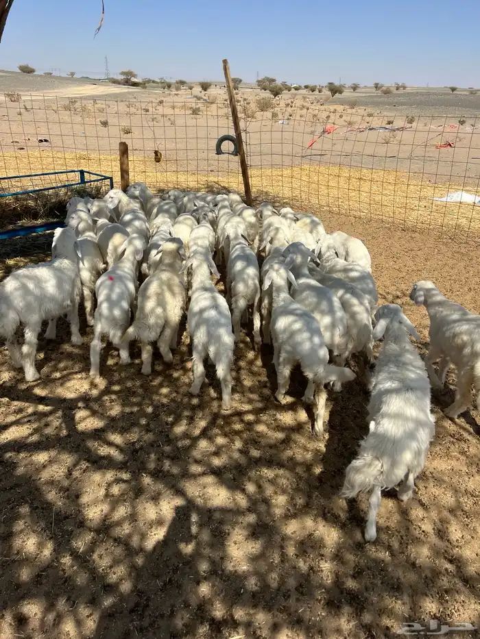 بهم تربيه من شهرين ونص إلى ثلاثة بهم نظيف العدد45 راس 3