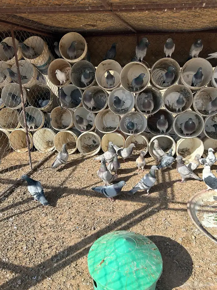 حمام سلفر فرايد 0