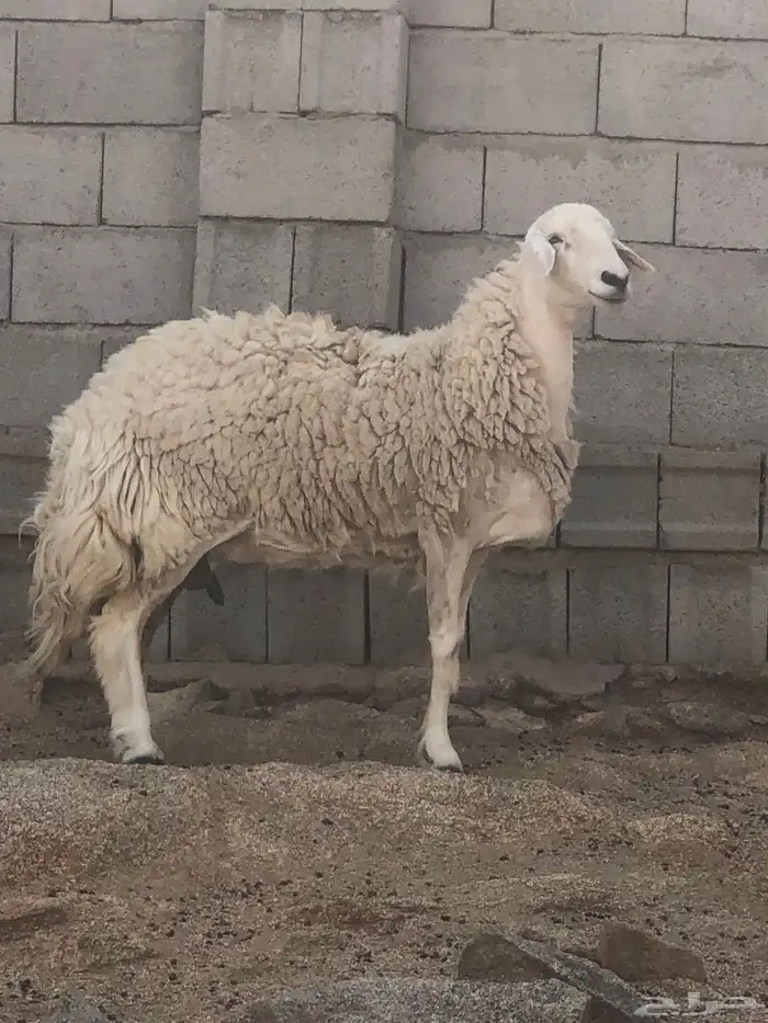 غنم مسروقه العدد 4 كما واضح في الصورة 1